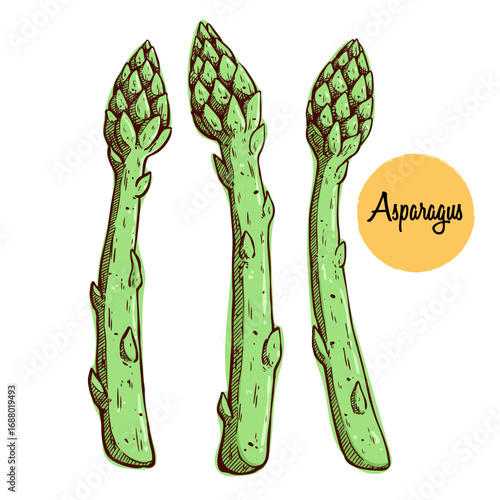 Hand Drawn Collection of Fresh Asparagus Vegetables