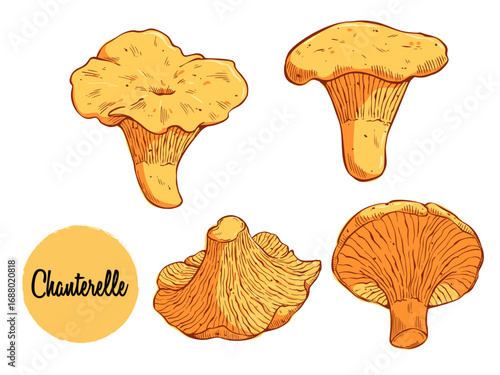 Hand-Drawn Illustration of Fresh Chanterelle Mushrooms – Botanical Sketch