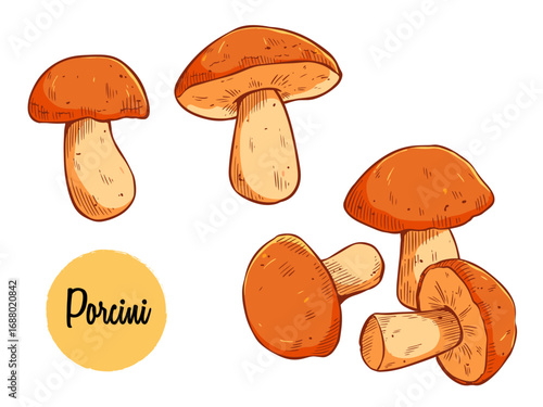 Hand-Drawn Illustration of Fresh Porcini Mushrooms – Botanical Sketch