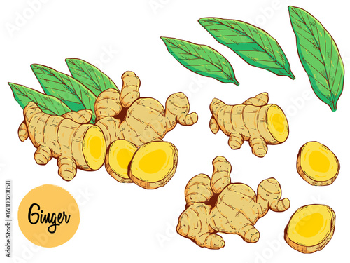 Hand Drawn Illustration of Harvested Ginger with Leaves and Sliced Ginger