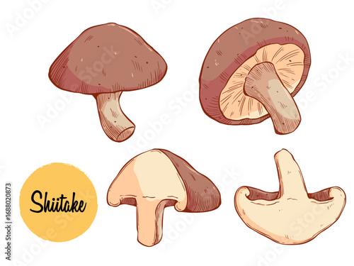 Hand Drawn Illustration of Shiitake Mushrooms – Botanical Food Art