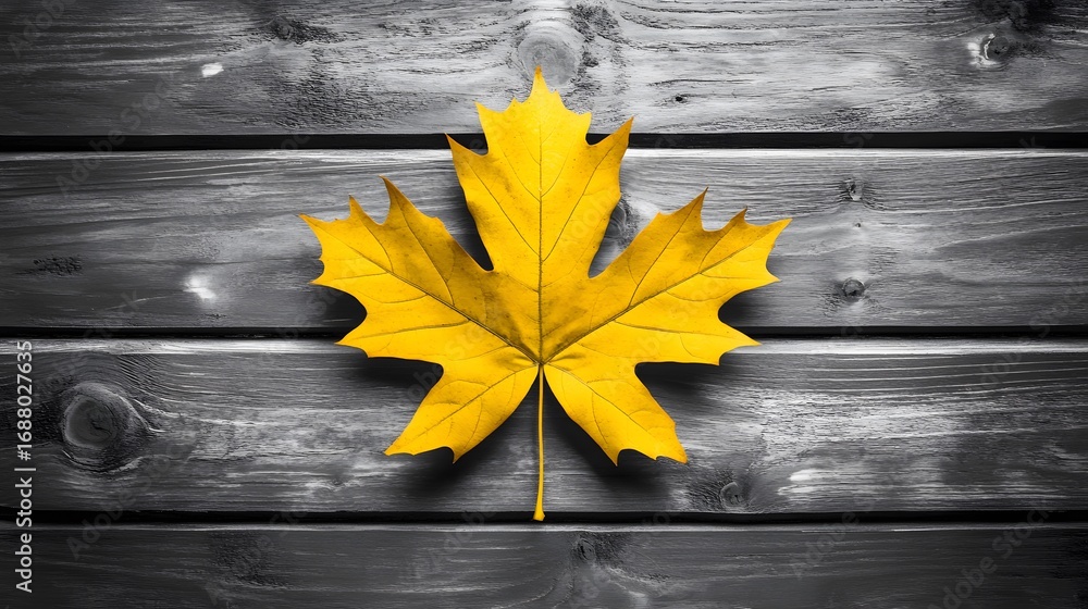 Obraz premium Vibrant Yellow Maple Leaf on Rustic Grey Wood Background