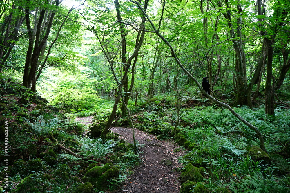 Fototapeta premium fine path through dense wild forest