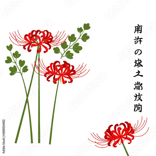 Stylized Red Spider Lilies Japanese Illustration with Higanbana Flowers.
