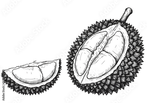 Isolated Durian Fruit Illustration Showing Slice and Section in White and Black