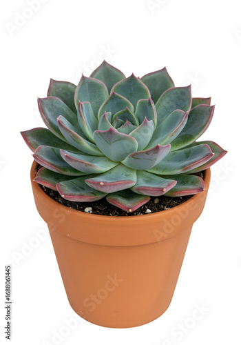 Isolated Echeveria Succulent Plant In A Terracotta Pot With Transparent Background