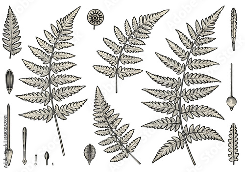 Isolated Fern Leaves Illustration On Transparent Background