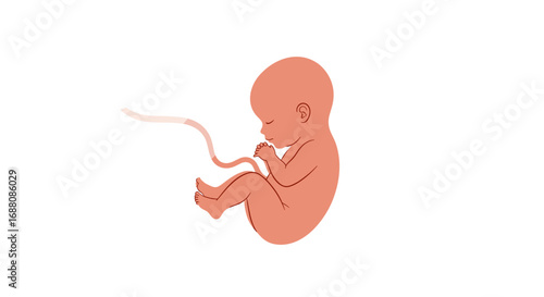Understanding the stages of fetal development from conception to birth insights for expectant parents