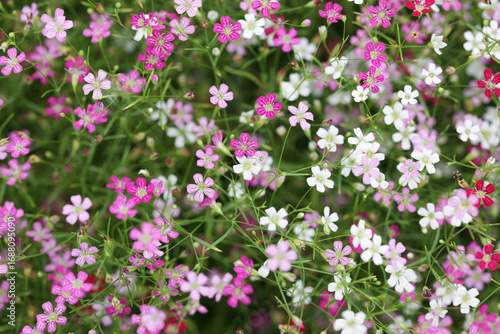 Colorful Pink and White Wildflowers Blooms in a Natural Setting