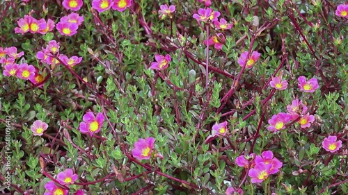 Pan shot of beautiful Moss Rose (Portulaca grandiflora) flowers, also known as Sun Rose, blooming with vibrant colors in a garden, creating a stunning floral background.