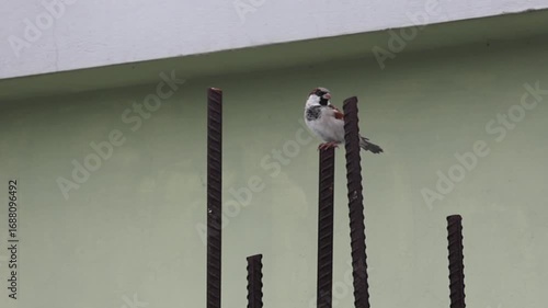 A house sparrow (Passer domesticus) perched on old, rusted metal pole, intently observing its surroundings. The bird's focus and the textured, weathered pole create a compelling urban wildlife scene.