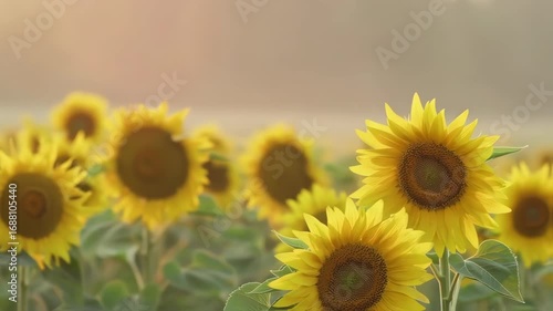 Sunflower field under bright summer sky