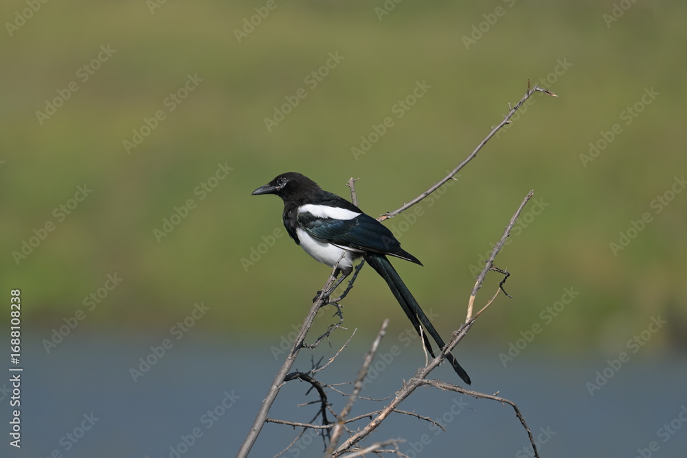Obraz premium BLACK-BILLED MAGPIE, NATURE, WILDLIFE