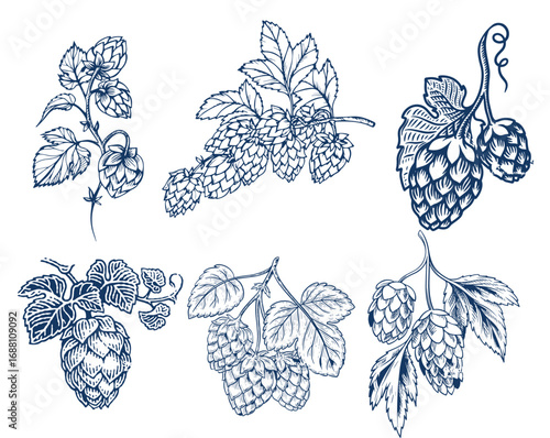 Hops plant cones sketch, beer brewing ingredient
