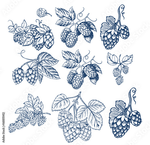 Hops plant cones sketch, beer brewing ingredient
