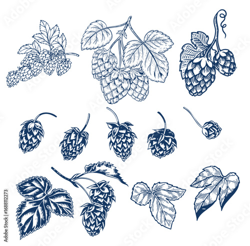 Hops plant cones sketch, beer brewing ingredient
