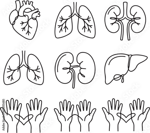 human, internal, organs, collection, in, a, continuous, one, line, drawing, style, for, anatomy, and, medical, illustration, vector