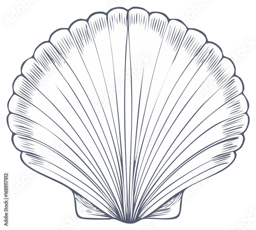 Scallop seashell line art illustration in a vintage engraving style