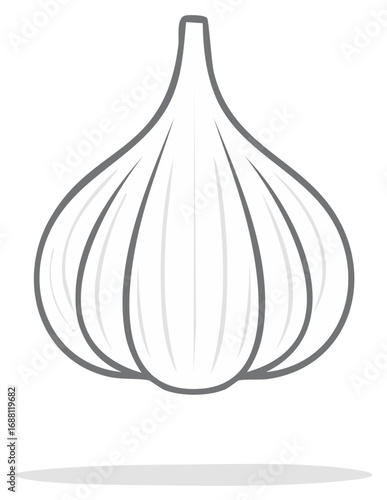 Vector illustration of garlic bulb, gray outline, white fills, culinary ingredient for flavoring dishes