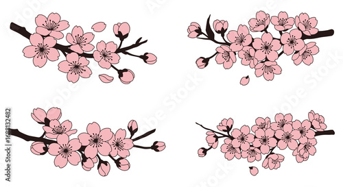 delicate cherry blossoms bloom beautifully on slender branches