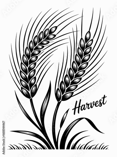 An elegant illustration of wheat heads highlighting the theme of harvest, emphasizing natural beauty and the fruitful outcome of farming and agricultural practices.