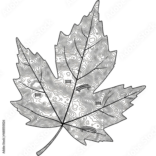 Maple Leaf Coloring Page with Intricate Topographical Line Patterns illustration
