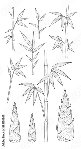 Botanical illustration of bamboo stalks and shoots delicate hand drawn line art depicting natural elements for design and decoration