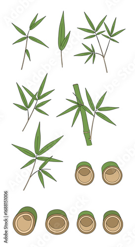 Delicate hand drawn bamboo leaves stems and cross sections vector illustration elements for nature designs