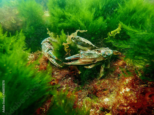 Close-up underwater scene featuring a crab among vibrant green seaweed and various aquatic plants