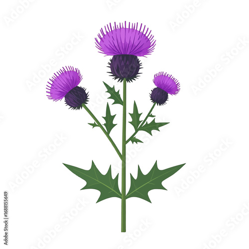 Purple Thistle Flower with Spiky Green Leaves on White Background Detailed Digital Illustration of a Flowering Plant Botanical Pixel Art Design
