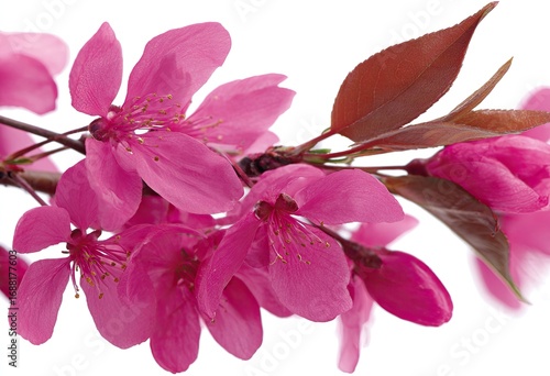 Close-up of a vibrant pink flower branch with leaves against a white background