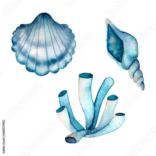 vector sea set of shells and algae. for packaging design, interior design, posters, posters, fabric