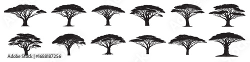 african tree silhouette white background.
