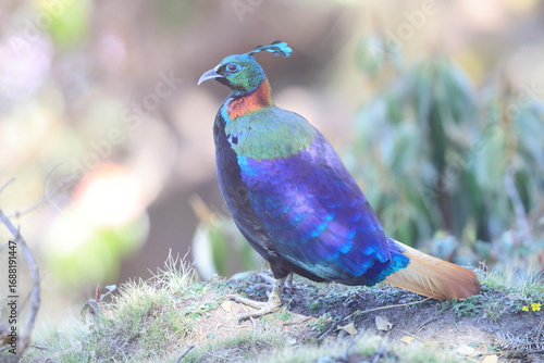 Photography The Himalayan monal (Lophophorus impejanus), also called Impeyan monal and Impeyan pheasant, is a pheasant native to Himalayan forests