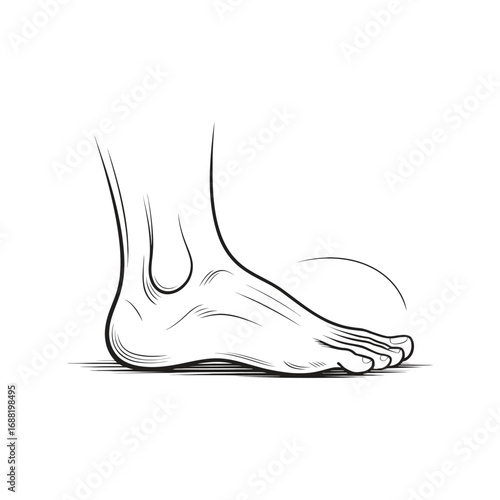 Detailed medical illustration of a human foot highlighting the arch and anatomy for healthcare