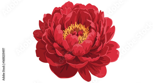 Elegant red peony blossom isolated for modern floral design, vibrant and romantic botanical illustration