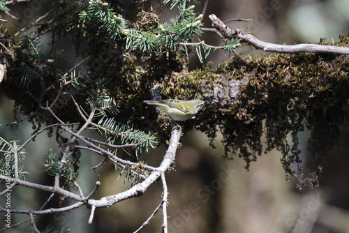Photography The buff-barred warbler (Phylloscopus pulcher) is a species of leaf warbler (family Phylloscopidae)