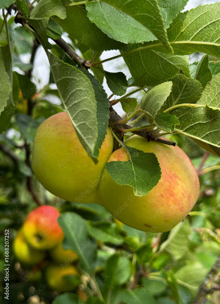 Φωτογραφία Yellow fused apples on a tree branch on a sunny day