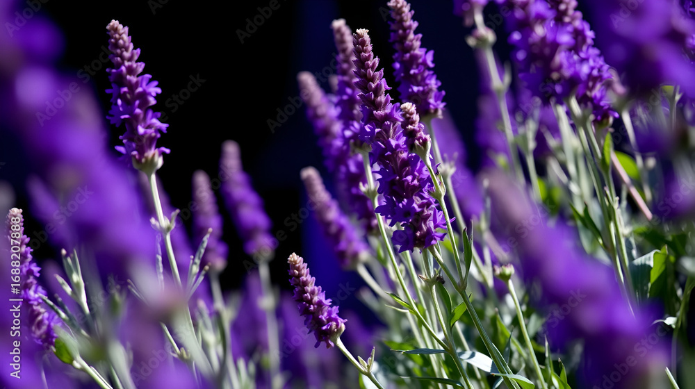 Fototapeta premium live purple