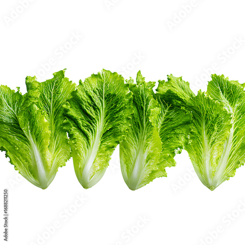Fresh romaine lettuce heads vibrant and crisp, a healthy addition to salads and culinary creations, promoting wellness and delicious flavor profiles