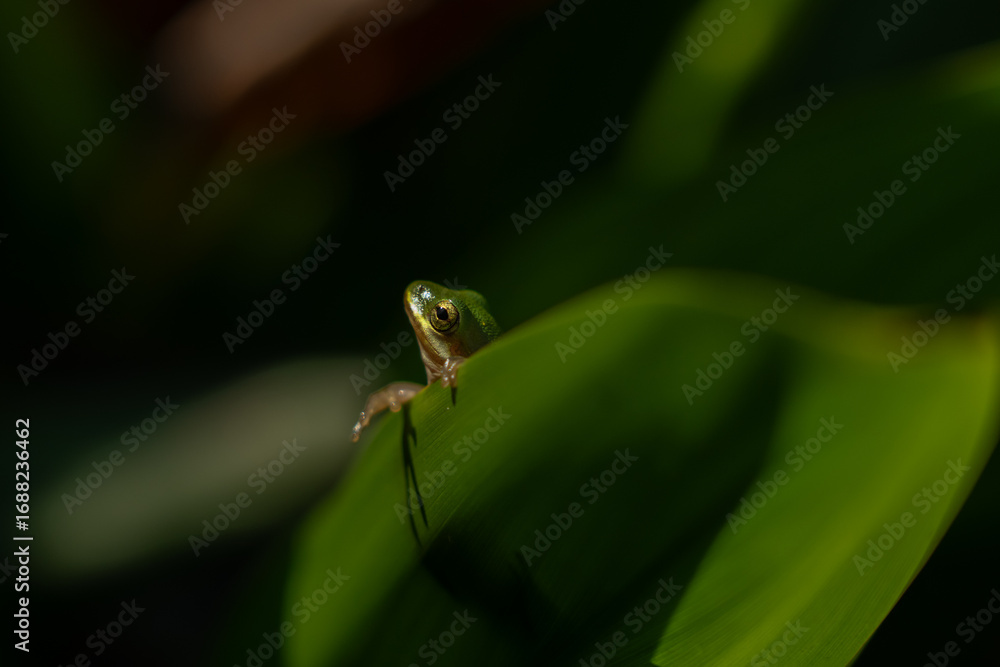 Naklejka premium American green tree frog on a leaf