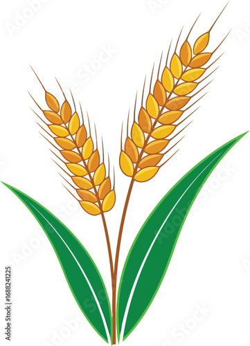Golden wheat stalks with green leaves symbolizing agriculture health and harvest vector