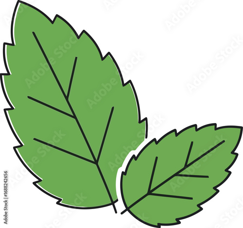 Fresh green mint leaves illustration simple vector art nature botanical herbal plant element vector