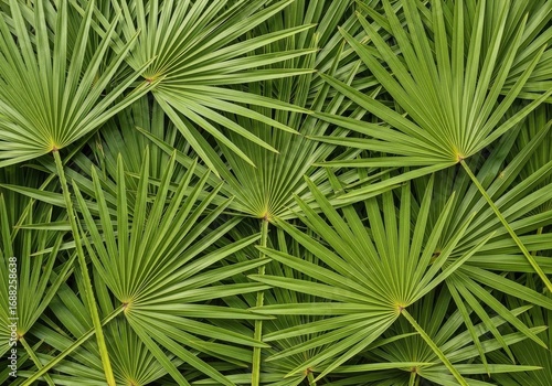 Fresh Green Saw Palmetto Fronds Botanical Pattern Backdrop Nature Detail