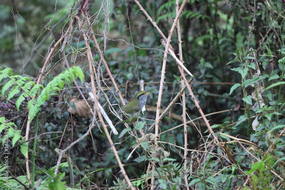 Obraz premium Grey-bellied tesia (Tesia cyaniventer) is a species of warbler in the family Cettiidae. This photo was taken in North India.