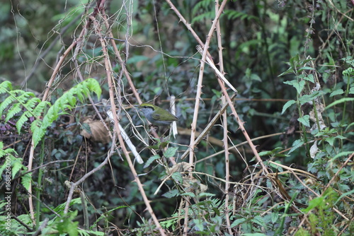 Photography Grey-bellied tesia (Tesia cyaniventer) is a species of warbler in the family Cettiidae