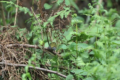 Photography Grey-bellied tesia (Tesia cyaniventer) is a species of warbler in the family Cettiidae