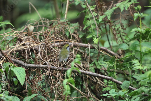 Canvas Print Grey-bellied tesia (Tesia cyaniventer) is a species of warbler in the family Cettiidae