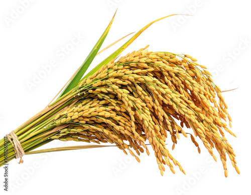 Close-up paddy rice ears isolated on transparent background.