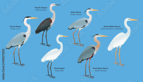 Illustration collection set species of large herons and egrets: Great Egret (Ardea alba), Great Blue Heron (herodias), Grey (cinerea), White-necked or Pacific, Great White (occidentalis), Cocoi Herons